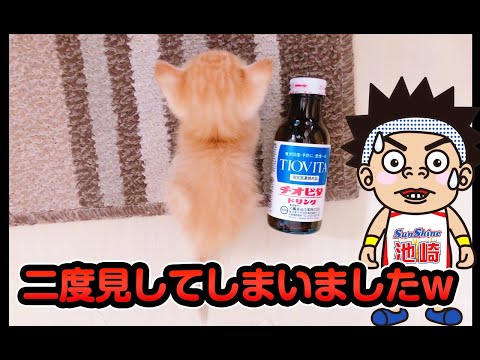 【猫動画】二度見してしまいましたw〜にゃんともパレード〜#194(YouTube)