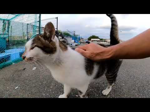 【今週のボツ動画】短い野良猫動画まとめて公開-unreleased video of this week-2022/8/3w(YouTube)