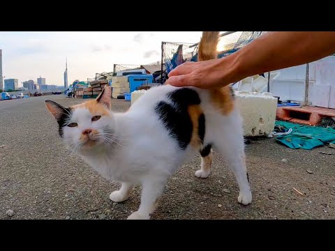 夕方の漁港を歩くと必ず甘えてくるハートの三毛猫とヒゲのハチワレ猫がカワイイ(YouTube)