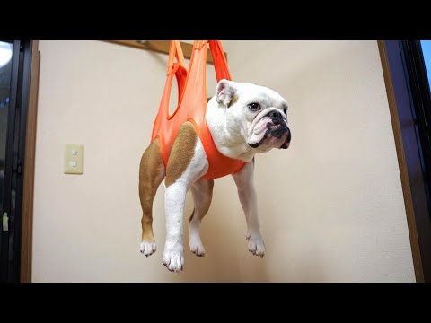 犬が大人しくなると話題のハンモックで爪切りしたら驚きの展開に…(YouTube)