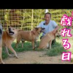 【ザ 雑種】４頭の保護犬達の群れと戯れる(YouTube)