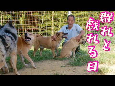 【ザ 雑種】４頭の保護犬達の群れと戯れる(YouTube)