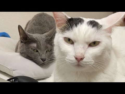 少しだけご飯待ちの猫たちの生配信(YouTube)