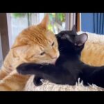 茶トラ猫と仔猫の癒しのお時間は数秒で終わりました・・・(笑)(YouTube)