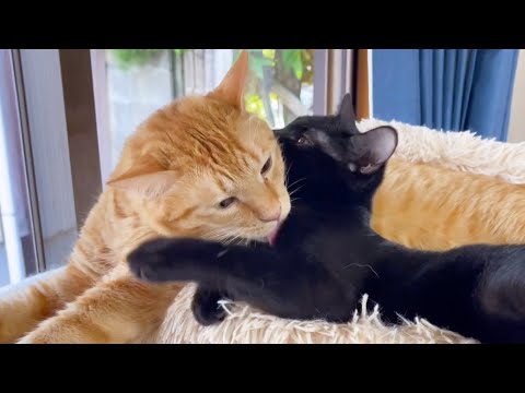 茶トラ猫と仔猫の癒しのお時間は数秒で終わりました・・・(笑)(YouTube)