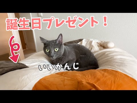 ハムとマロ10歳の誕生日プレゼントが届きました！！(YouTube)