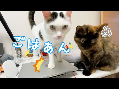 ママの新しいパソコンにも容赦なく乗ってご飯アピールする猫たち(YouTube)