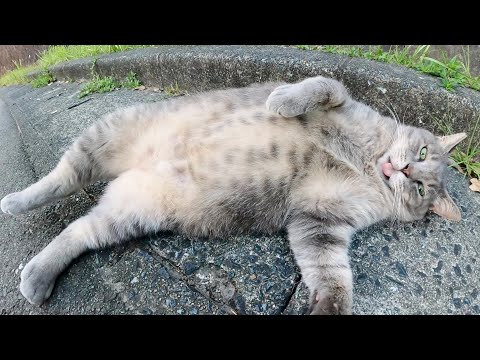 灰色猫の無防備なお腹を触っていたら噛み噛みキックで攻撃された(YouTube)