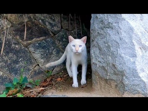 【今週のボツ動画】短い野良猫動画まとめて公開-unreleased video of this week-2022/8/4w(YouTube)