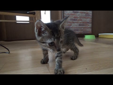 片目の子猫がちょっとイキっただけで犬に怒られます(YouTube)