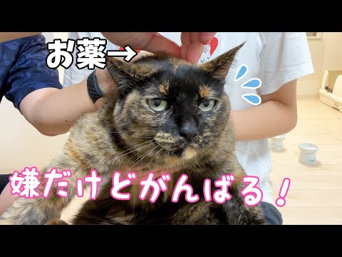 猫達に月1のお薬をつける日が来ました！(YouTube)