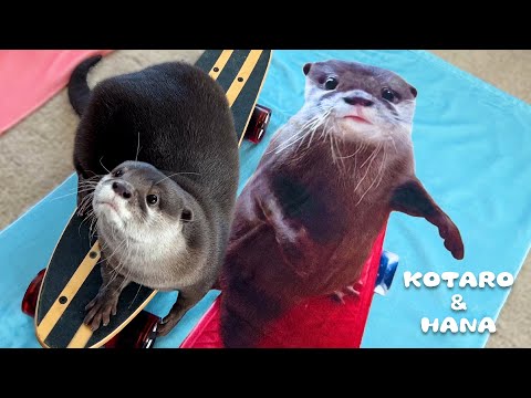 得意げにスケボーに乗るカワウソが再び登場！　Here Comes The Skater Otter Again!(YouTube)