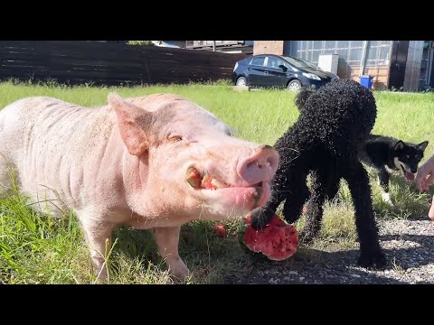 世界一スイカを幸せそうに食べるミニブタ(YouTube)