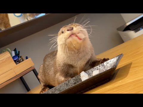 ヒラメをカワウソに召し上がってもらった！ I got an otter to eat my flatfish!(YouTube)