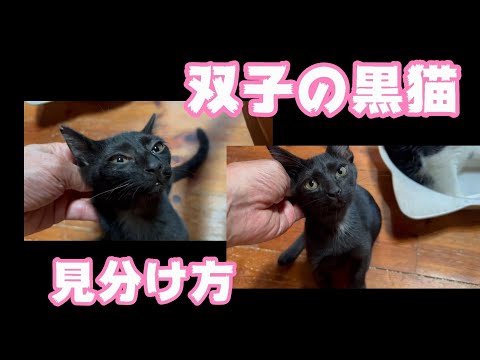 激似！　双子の見分け方(YouTube)