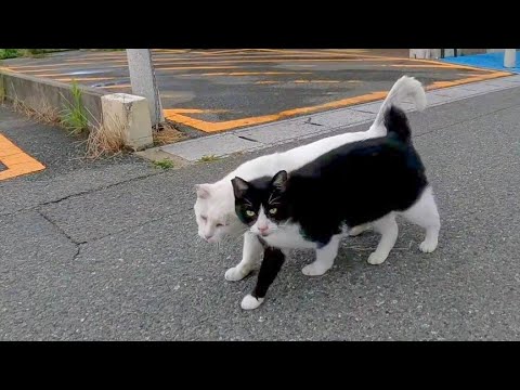 寄り添いあって歩く野良猫(YouTube)