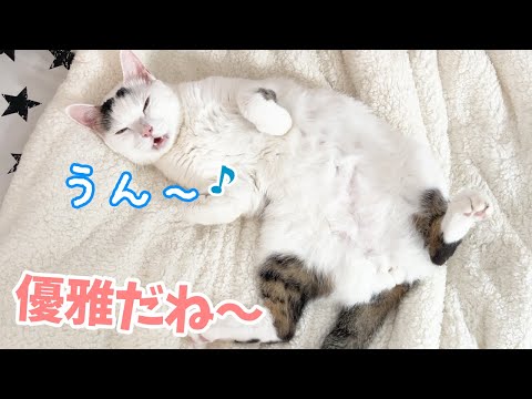 パッカーンでくつろぎながら返事もしてくれるお喋り猫(YouTube)