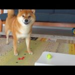 ペット用体重計で柴犬が最初にした行動が予想外すぎた。(YouTube)