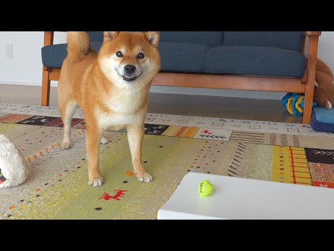 ペット用体重計で柴犬が最初にした行動が予想外すぎた。(YouTube)
