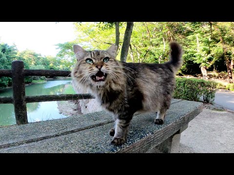 公園の休憩所でモフモフのキジトラ猫が「撫でてくれ！」と要求してきた(YouTube)