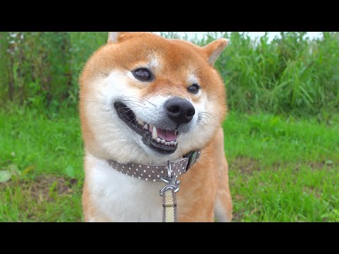【拒否犬】大雨で散歩が短くなると察した柴犬がこちら。(YouTube)
