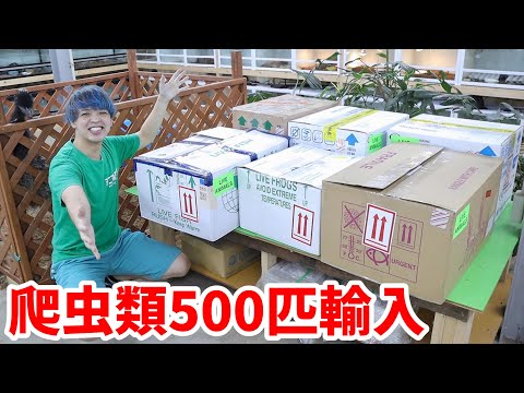 アメリカから大量の爬虫類がやってきました！(YouTube)