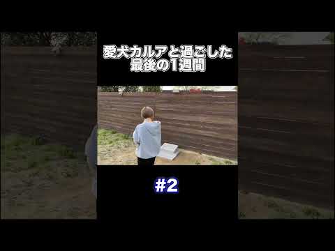 愛犬カルアと過ごした最後の1週間。Part2(YouTube)