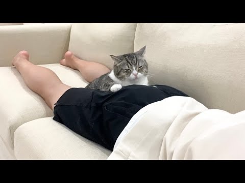 おしりが気持ち良くてうとうとしてる猫におならしたら反応がかわいすぎたw(YouTube)