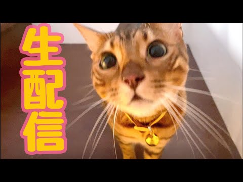 【生配信8/21】実家の黒猫が来ていたのでまだ少しそわそわしている猫達による生配信🐈📹(YouTube)