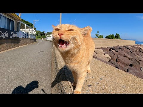 キレイな海を眺めていたら、茶トラ猫が可愛い声で何かを訴えてきた(YouTube)