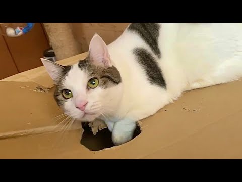 受験生の暇つぶしに付き合ってあげる賢い猫(YouTube)