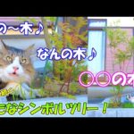 和風の家に良く合い常緑で四季も感じさせてくれる○○の木が、猫達のえん麦畑に立ちました！(YouTube)