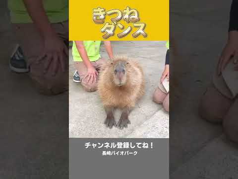 動物界でも、きつねダンスがバズり中　#shorts(YouTube)