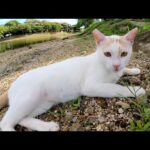 湖畔に行ったら、可愛い茶シロ猫が歓迎してくれた(YouTube)