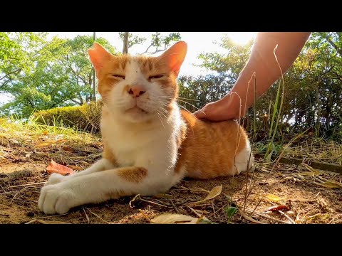 草むらで休んでいた猫に近づくとモフられに出てきてカワイイ(YouTube)