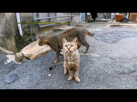 【Blep】路地裏で出会ったキジトラ猫達がかわい過ぎる(YouTube)