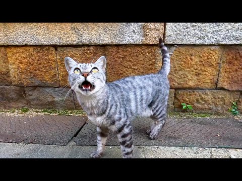 猫島の港近くの路地裏で猫がモフられに出てきた(YouTube)