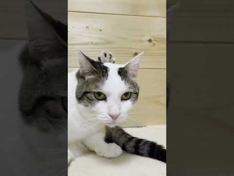 「ゆ～ふぉっ！」な猫 #shorts(YouTube)