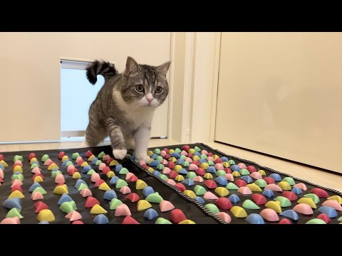 運動音痴の猫が足ツボマットに乗ったらまさかのこうなりましたwww(YouTube)