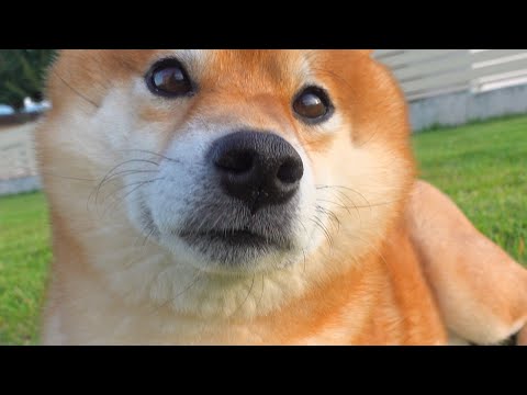 日頃ストレスと闘う柴犬、休んでる時の顔がイケメンだった。(YouTube)