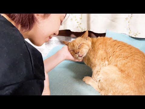 赤ちゃん返り？老猫ライフ君の行動に少し変化がありました(YouTube)