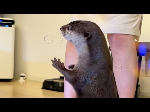 家の中でシャボン玉作りまくったらカワウソが狩りを始めた 笑 I made a lot of soap bubbles and the otter started hunting.(YouTube)