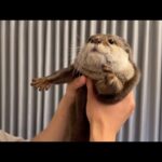 お盆の帰省から戻ってきた飼い主にカワウソが激しく迎えてくれた When I returned from my trip home, an otter greeted me fiercely.(YouTube)