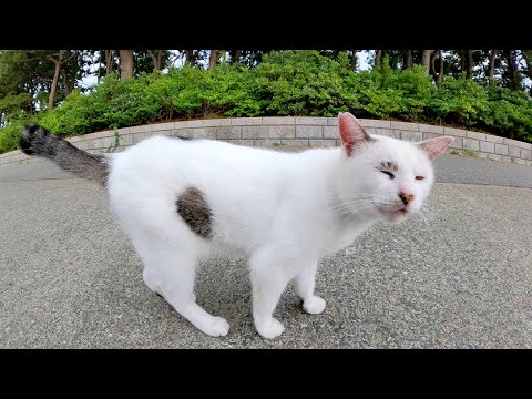 堤防沿いの公園で可愛い猫達がたむろしていた(YouTube)
