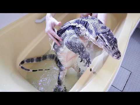 ２m近くなったオオトカゲのお風呂が大変すぎるw(YouTube)