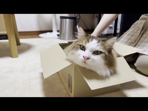 プチドッキリを仕掛けられた猫の反応が・・・(YouTube)