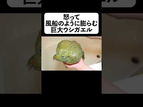 体を洗ってたら怒って風船のように膨らむ巨大ウシガエル【フルverは概要】#shorts(YouTube)