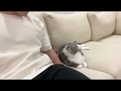 猫にいきなり猫語で話しかけてみたら反応がかわいすぎたwww(YouTube)