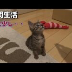 片目の子猫、そろそろ引越しの準備を・・(YouTube)
