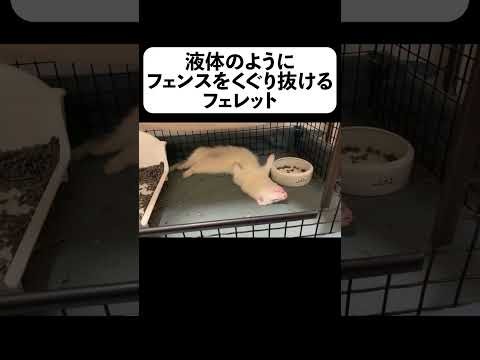 液体のようにフェンスをくぐり抜けるフェレット【フルverは概要】#shorts(YouTube)
